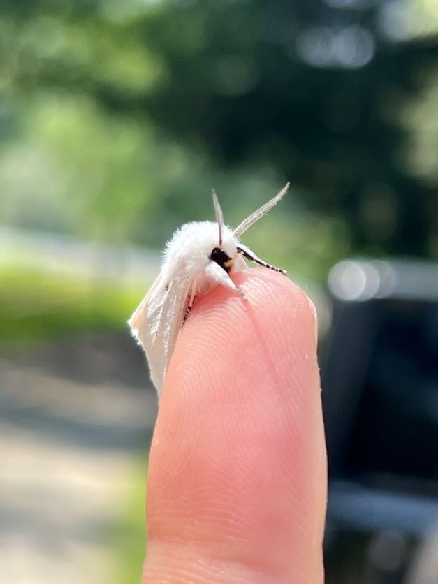 White moth perched on a fingertip